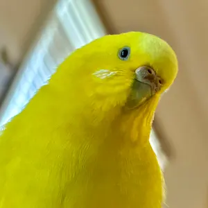 ムーンアイズ ダッシュボードマット プリウス30 【中古】 オマケ付き