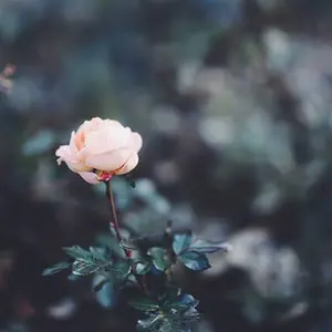 T's system. 甘雨 ガレージキット 原神 Genshin 宮川武 - メルカリ