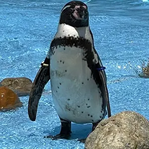 GOLF SUCKS ボア フリース フーディ TravisMathew - メルカリ