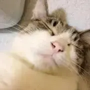 スズシイ 即日発送OKです