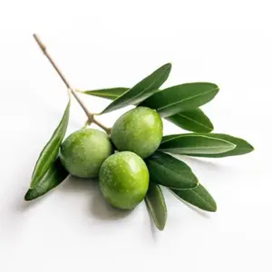 olivy.tree