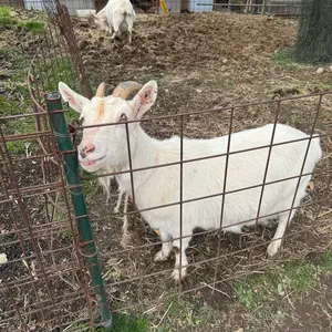 BIANCHI #104M レザー バスケットウェーブ ホルスター BIANCHI #104M レザー バスケットウェーブ ホルスター - メルカリ