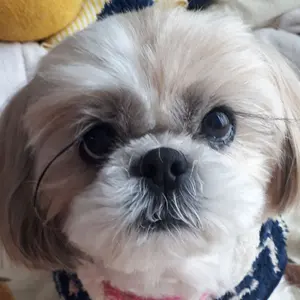 マンゴープリン