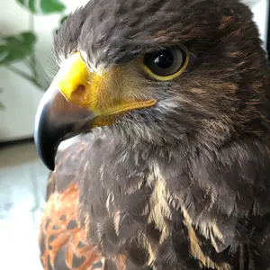 リピート購入で＋10羽】 送料無料 国産 新鮮安全 冷凍ひよこ 50羽