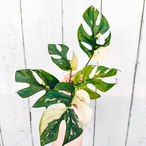 スパティフィラム ピカソ SPATHIPHYLLUM cv. `PICASSO` - メルカリ