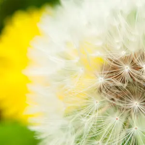 未使用級✨ポロラルフローレン コート スタンドカラー 比翼ボタン 黒