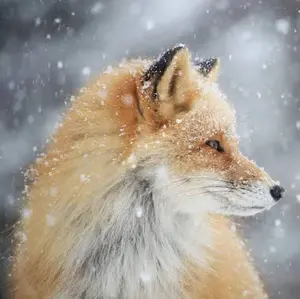 Mack様専用 浜田省吾さん ステッカー - メルカリ