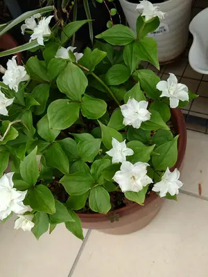 未使用　日本製極美品カールヘルムのベアーカール君総柄の水色長袖シャツ替えボタン付 未使用 日本製極美品カールヘルムのベアーカール君総柄の