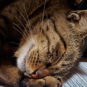 コールマン モンヴィーゾ3 2回使用 - メルカリ