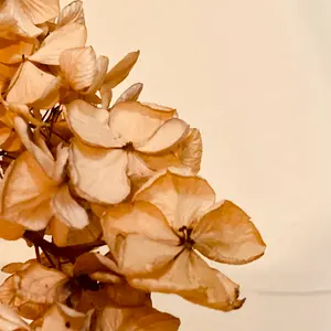 未使用】小杉焼 三助焼 鴨徳利 鴨銚子 徳利 とっくり 新品 未使用