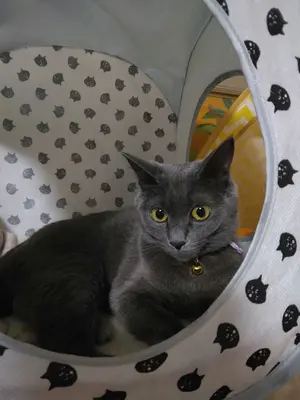 うらみちお兄さん 熊谷みつ夫セット バラ売り可 - メルカリ