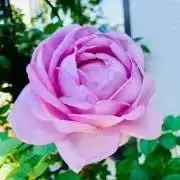 極美品⭐️ロイヤルチエ レッキスラビット ファー ストール