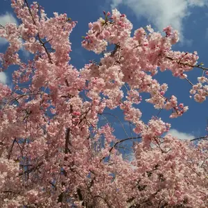 お値下げ中【未使用】ソニアリキエル ダウンジャケット ネイビー 40