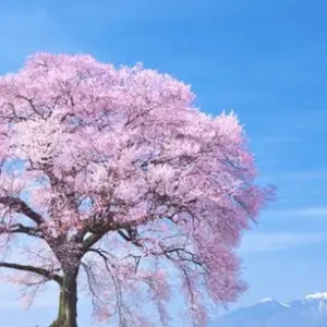 きなこ＊即購入大歓迎(*^_^*)☘️