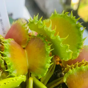 食虫植物　ハエトリソウ　大狼　子株 食虫植物 ハエトリソウ 大狼 子株 - メルカリ