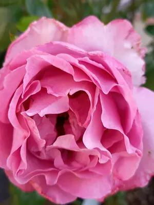 【週末限定最終セール】【在庫ラスト】CMCスタビライザー50 3本セット 週末限定最終セール】【在庫ラスト】CMCスタビライザー50 3本