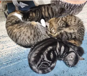 新品　UGG 厚底サンダル　マルサリ　24cm ブラウン　レア 新品 UGG 厚底サンダル マルサリ 24cm ブラウン レア - メルカリ