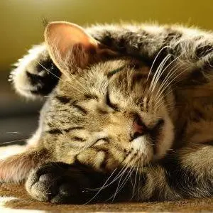 新品未開封】Chang Chang 百鬼丸(どろろ) / ソフビ WF2026 - メルカリ