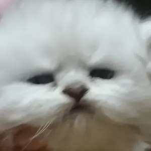 キンツア WITHいっぱい缶バッジ 三鷹アサヒ セット - メルカリ