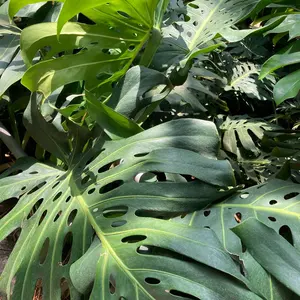 ネオス特製小皿 マスターデュエル 遊戯王 ネオス特製小皿 マスターデュエル 遊戯王 公式】 遊戯王