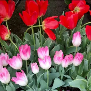 有田焼 しん窯 青花 桃太郎 丼 ももたろう どんぶり茶碗 少年剣士 剣道