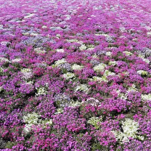 こと　即購入歓迎　プロフ一読お願いします