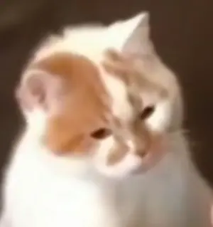 spidermin プロフ必読です