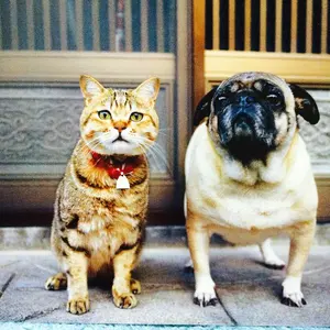 ともこ⭐︎プロフ必読⭐︎さん専用ルンバ Roomba Combo Essential