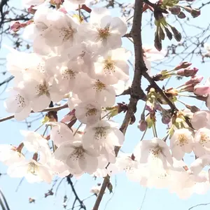 さくっち