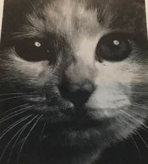 横尾忠則デザインポスター★BOW WOW WOW★1982/B1サイズ 横尾忠則デザインポスター☆BOW WOW WOW☆1982/B1サイズ 横尾忠則