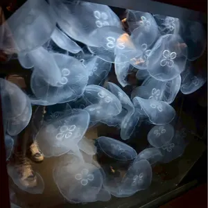 50プリウス ウインカーポジション 爆光 ブルー ポン付け ワンオフ 即日発送 50プリウス ウインカーポジション 爆光 ブルー ポン付け