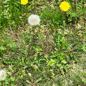 第五人格 庭師 画家 復讐者 グッズ まとめ - メルカリ