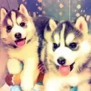 カードキャプターさくら スクエア 缶バッジ コレクション コンプリート