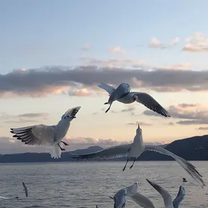 Nゲージ 8000系しおかぜ5両 381系スーパーくろしお6両 セット ジャンク