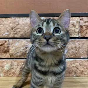 SomAbito ソマビト 杣人 SOMAnoDOGU Folk Hela - メルカリ