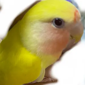 ルリコンゴウインコ