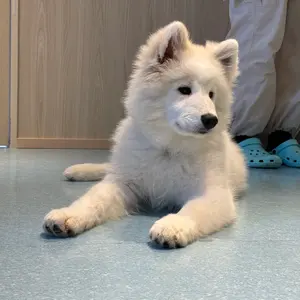 USS2 24-25プルオーバー - メルカリ