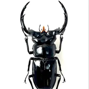 未使用品】ホリフィールドvsレノックス・ルイス ⭐️ボクシング