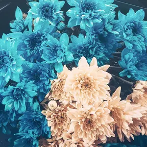 カウル様【美品♪】Dr.Martens MARY JANE UK4 23.5cm - メルカリ