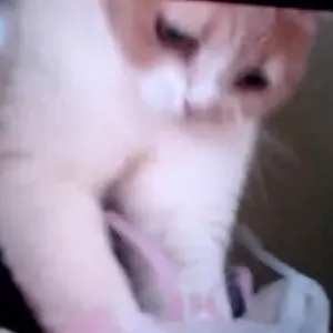 ぐうペコ