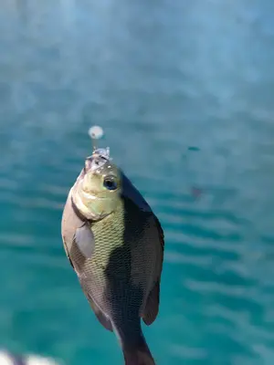 希少 アブガルシア カーディナルC5 スピニングリール 替えスプール付き