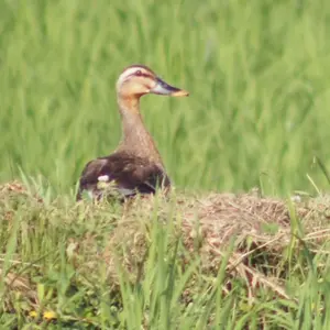オールドノリタケ カップ＆ソーサー 水辺の風景 明治期 - メルカリ