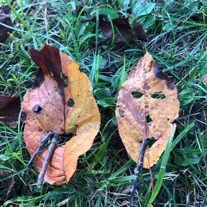 カープ限定グッズ 廃盤 新品未使用 ペットベッド まる洗い 犬猫 - メルカリ