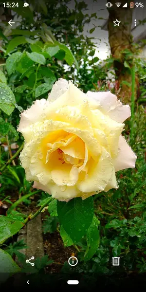 ali様専用 シャビーシック家具○ロココ○フレンチデスク○机 - メルカリ