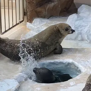 AKAI Shred-O-Matic 真空管オーバードライブ - メルカリ