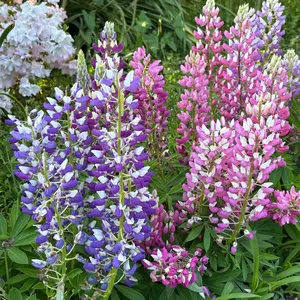 パースシャー ジョン・ディーコン ミルフィオリペーパーウェイト