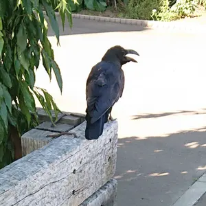 最終値下げ】TOMIX 98431 733系1000番台 快速エアポート - メルカリ