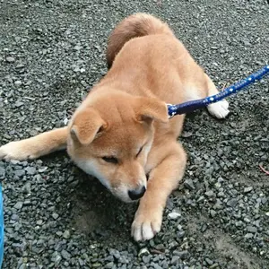 チンチラ流木タワー・No.① - メルカリ