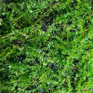 トキントキンの一級品‼️】veitchii wild 板付け子株 - メルカリ