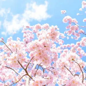 sakura(˶´꒳`˶)♡ˎˊ˗